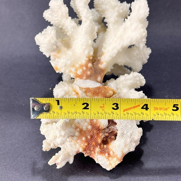 Natural White Coral Brown Stem Cluster Nautical Coastal Aquarium Decor 7" x 5" - Picture 13 of 13